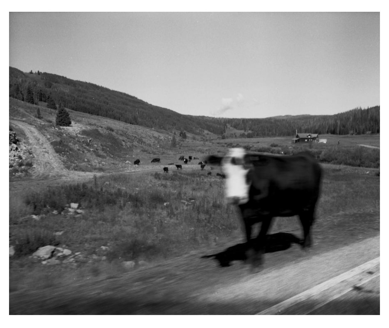 Osvalda feature image